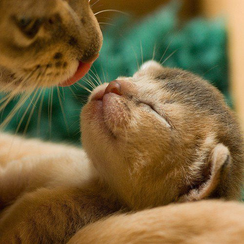 Наталия Певцова