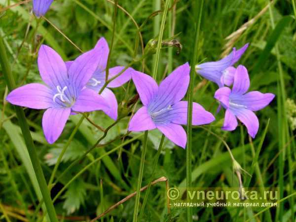Светлана Набойщикова