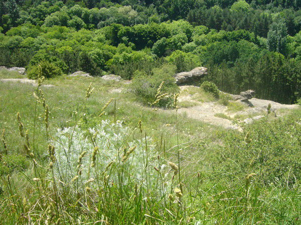 Максим Павлович