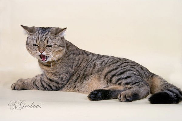 Юрий Городничин