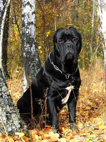 Вова Каширских