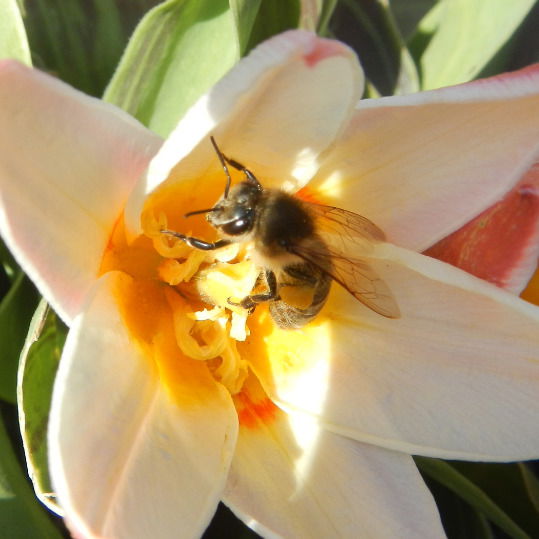 Виктория Штангей