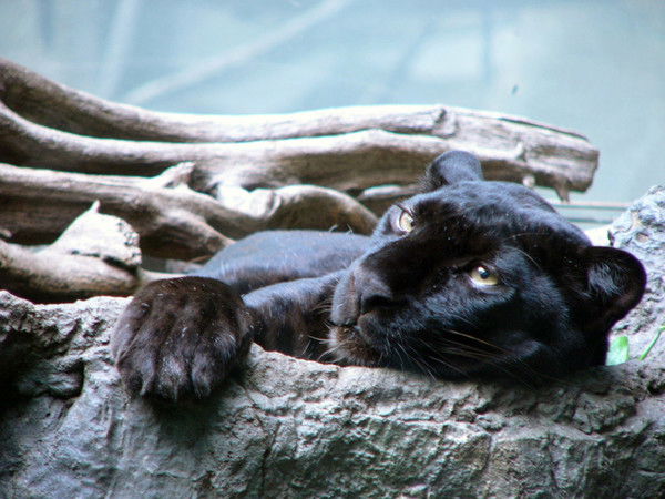 Марина Мацура