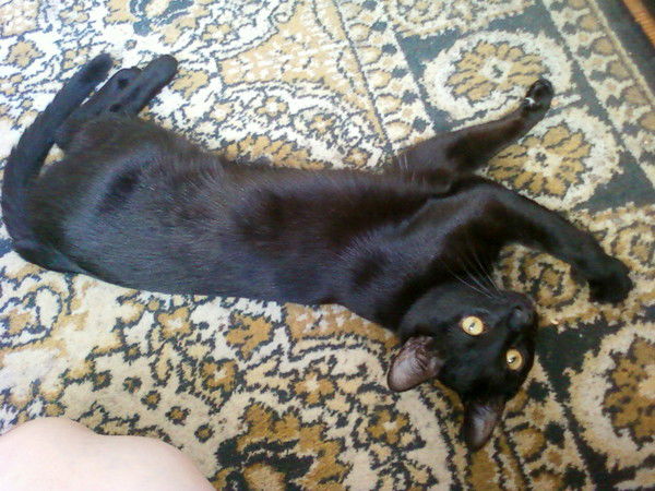 Олеся Тарганова