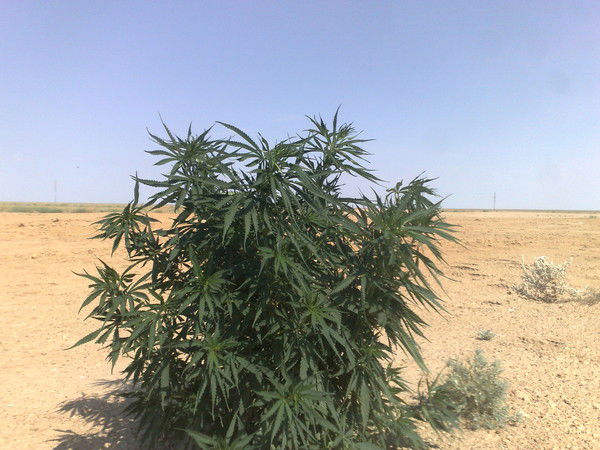 Владимир Задорожный