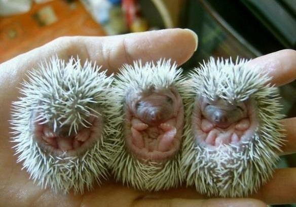 Оксана Луценко