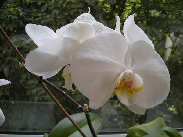 Илона Эльтекова