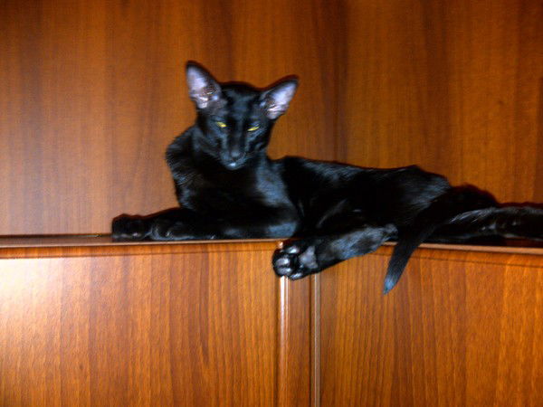 Алексей Веселков