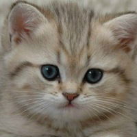 Оля Паршукова