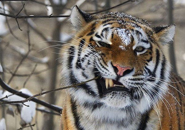 Виталий Чугаев