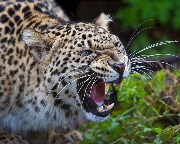 Валера Мамоненко