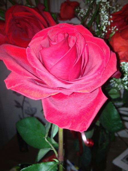 Альбина Мотовилова