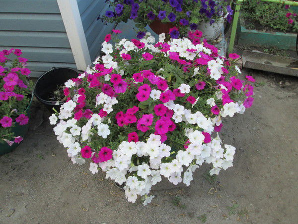 Татьяна Козловцева