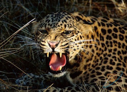 Иван Моренко