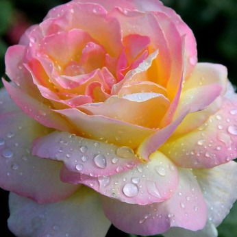 Света Кузнецова