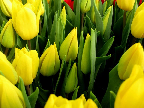 Сауле Кабдуалиева