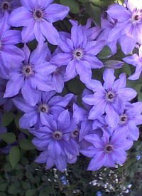 Светлана Рапницкая