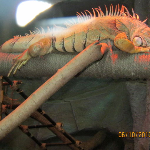 Алена Головня