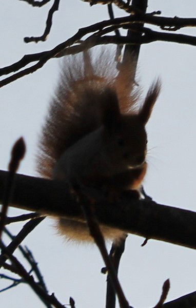 Тамара Ежова