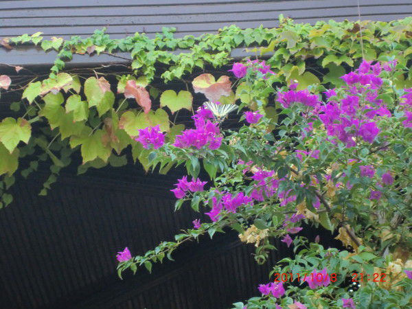 Наталья Сотникова