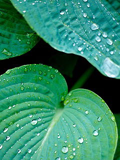 Тошов Шодиёр