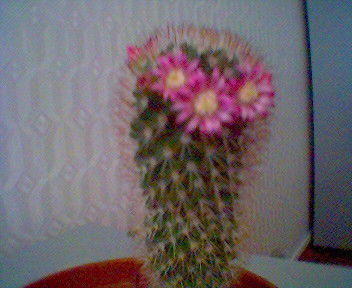 Марина Собко