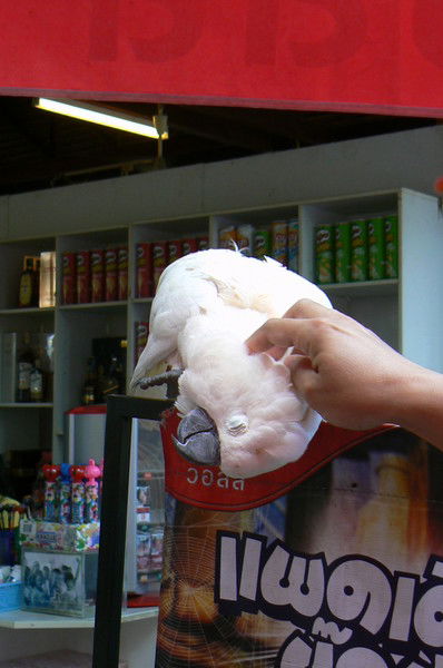 Мария Ховрова