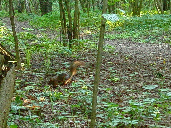 Евгения Ким