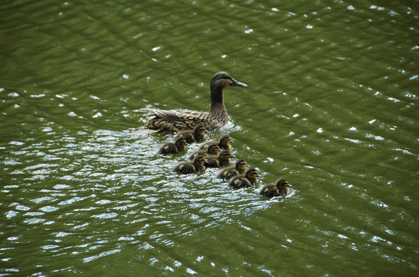 Анна Сергеенко