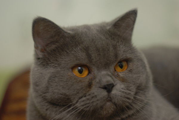 Иришка Царенко