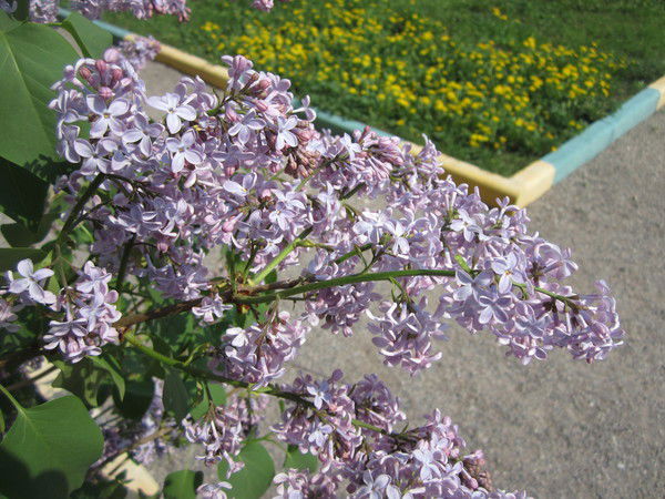 Таня Никольская