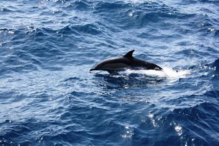 Алексей Федосеев