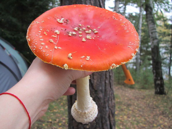 Ирина Кузнецова