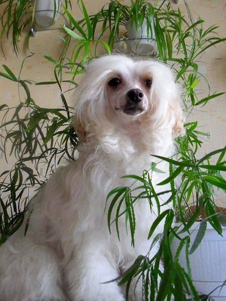 Ирина Сташевич