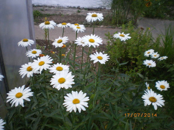 Алла Зозуля