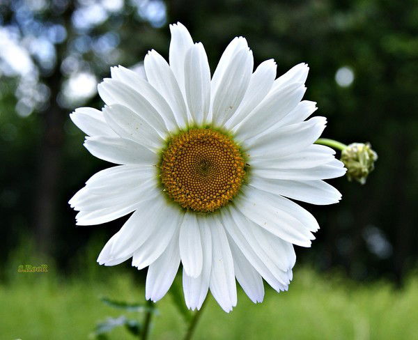 Алмагуль Жумабекова