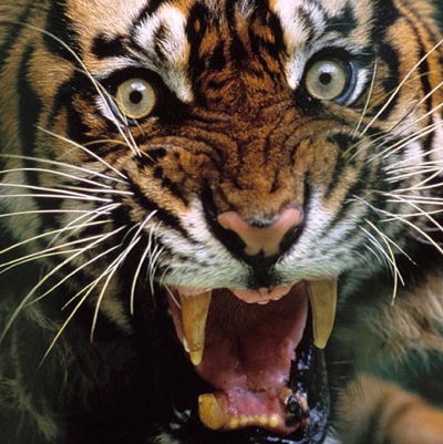 Аслан Асланов