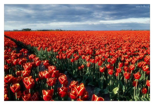 Гулия Газизова