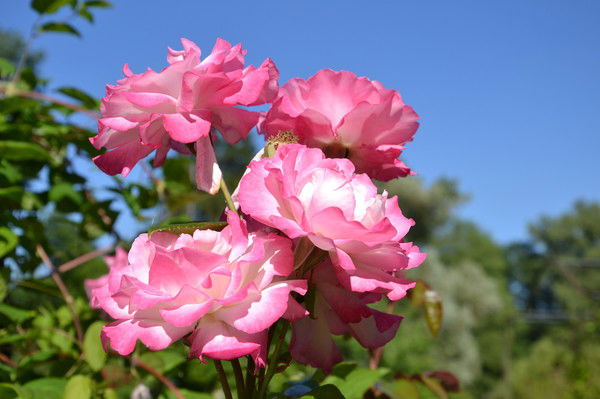 Шахризада Шахризада