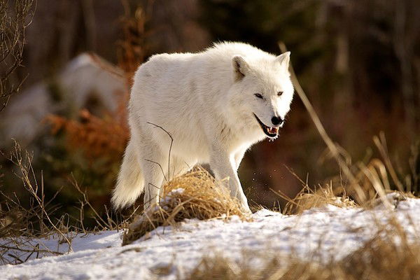 Сергей Сергеев