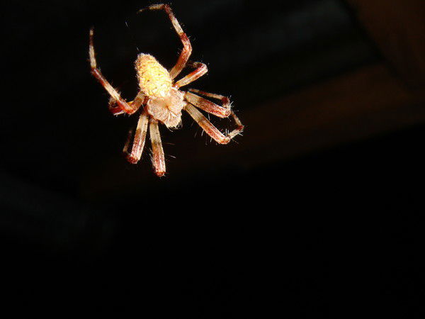 Николай Сидоров