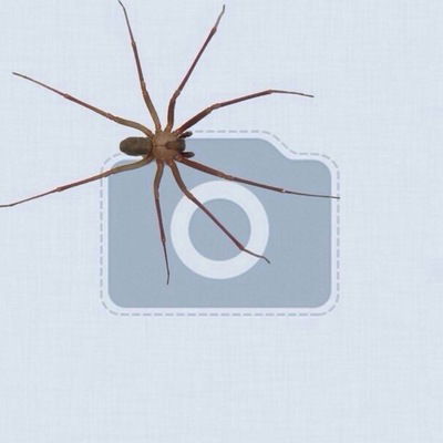 Мага Магомедов