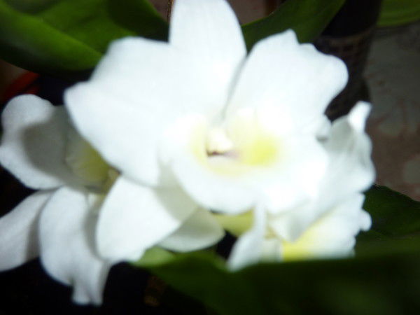 Татьяна Аносова