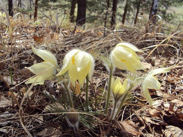 Ольга Доронина