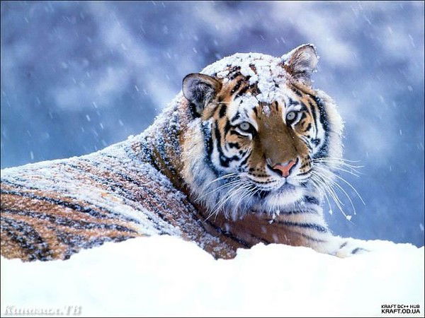 Юлия Боровик (Бульба)