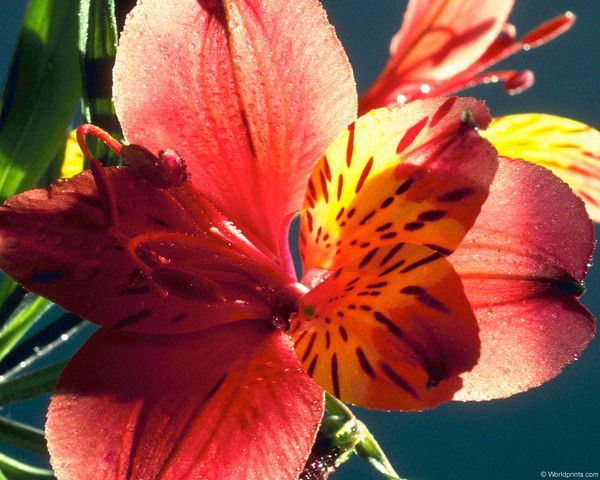 Зульфия Загртдинова