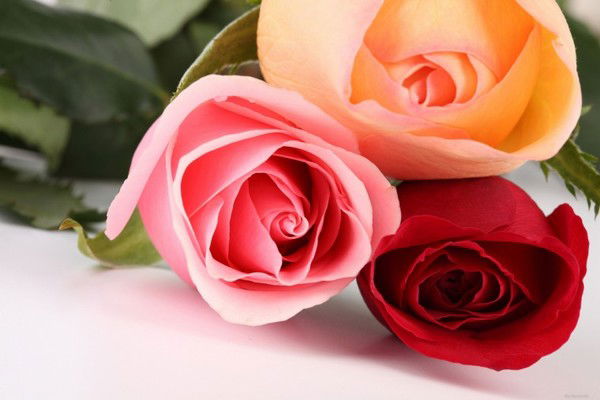 Елена Федорова