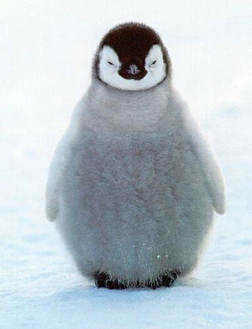 Азим Мусаев