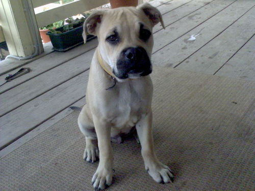 Марк Перельштейн