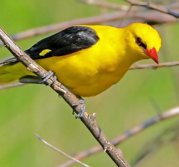 Полстянкина Ольга